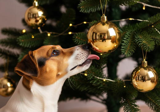 1757112 (a): :4000x2800